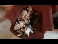 Click here to watch this video a vos marques - prêts - comptez !!!.AVI