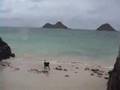 Beach Walk #6 - Walk, No Talk