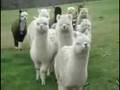Star Wars Alpacas