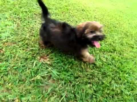 Winston..Cute Shorkie boy!!!