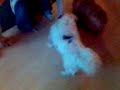 Small dog learning IW a trick.