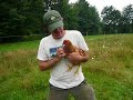 Chasing the chicken at Summit Springs Farm