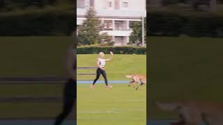 20 Malinois haciendo reviers
