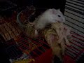 Carnivorous Gerbils Carnivorous Gerbils