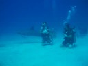 Scuba Diving with Dophins