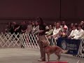 2006 AKC National Obedeience Invitational - Second Place