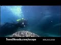 Nevada Video