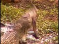 Fatty the Crocodile Devours a Flea #3 Pete\ Fatty the Crocodile Devours a Flea #3 Pete\
