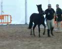 Asturcones - Concurso Morfologico - Gijon 2007 (II)