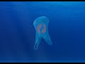 Surfrider Foundation