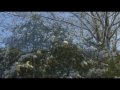 Boston Terrier episode 4 -Charlie's First Snow-.mpg