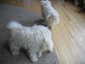 White puli plays with puppy White puli plays with puppy