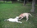 Bulldog Americano video