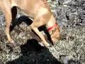 The Continuing Adventures of Prion: Digging a hole in Denali