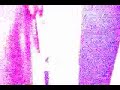 Robotspeak by ITS A SECRET (YouTube Version)