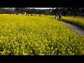 DMC-TZ7,菜の花,浜離宮