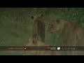 Lionesses set off to hunt Lionesses set off to hunt