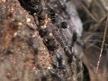 black ants, pinellas county, pasco county, St. Petersburg, cleearwater,Palm harbor