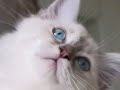 Lory's cat-toon birman kittens