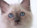 Lory's cat-toon birman kittens