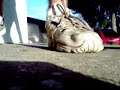 Poulan Chainsaw