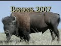 The Bisons 2007 - Yorkville Little League Baseball