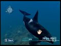 Endless Ocean - Orca (Killer Whale)