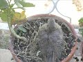 La torcacita Ginette Acevedo