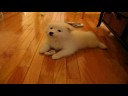 Wall-E chewing his bone