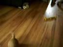 More of Amber\