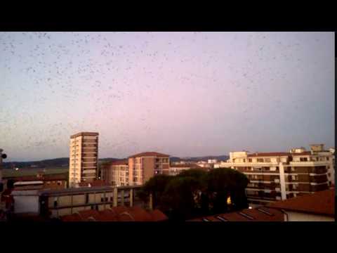 La danza degli storni a Pontedera 2