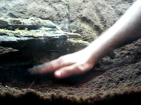 theraphosa blondi
