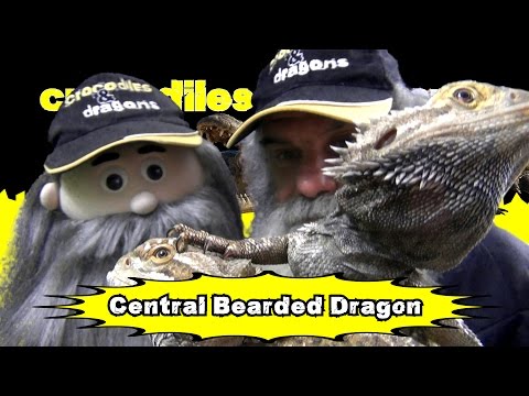 YouTube reptile video