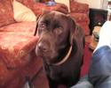 Obedience school