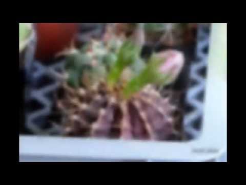 how to care for gymnocalycium mihanovichii