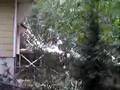 Tree Guy almost killed