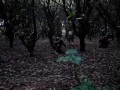 videos de USMC战队视频
