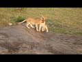 Lion Cubs Playing At Masai Mara Game Reserve [hd]