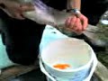 Salmon stripping Salmon stripping