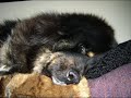 The Life of a Tibetan Mastiff in Alaska - Savannah