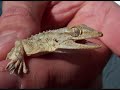 Geco o Tarentola mauritanica