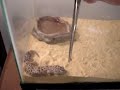 Genius The Leopard Gecko Eating