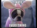 Funny Dog Montage