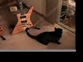 cat & alembic bass