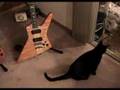 cat & alembic bass