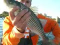 Striper Mania Striper Mania