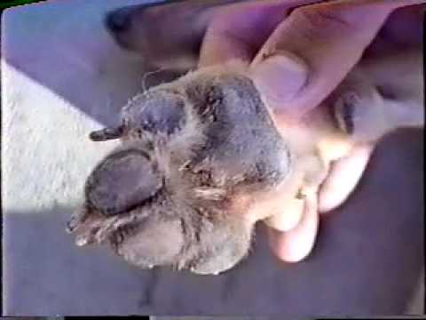 Distemper Dog