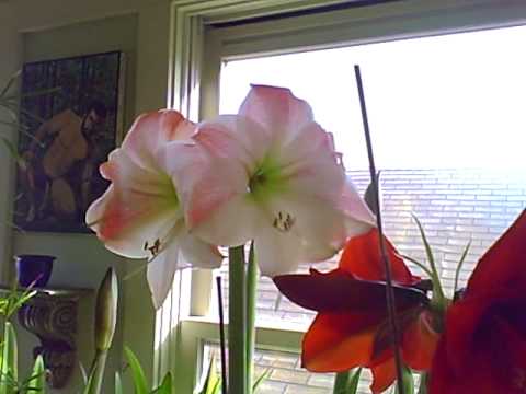 how to fertilize amaryllis plants