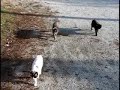 Cat Chase