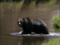 Yellowstone Threatened by Global Warming